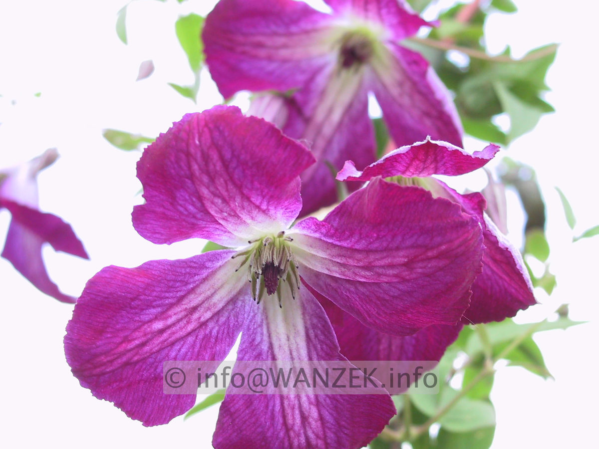 Clematis viticella Walenburg 1.JPG